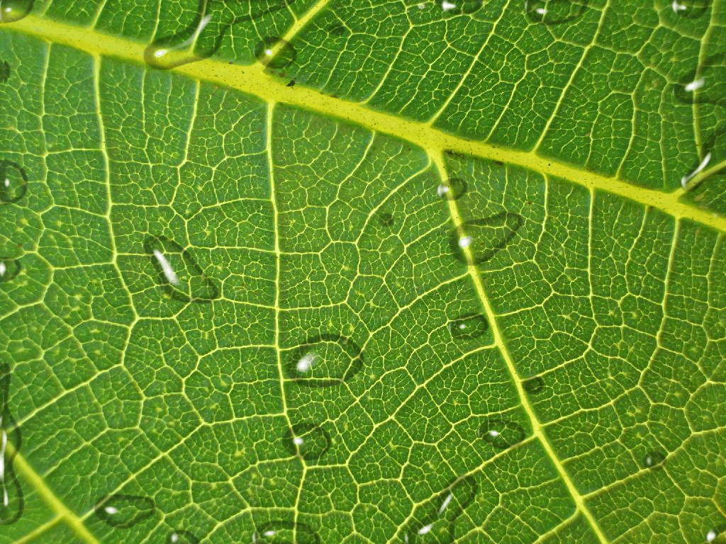 Graphic Water drops