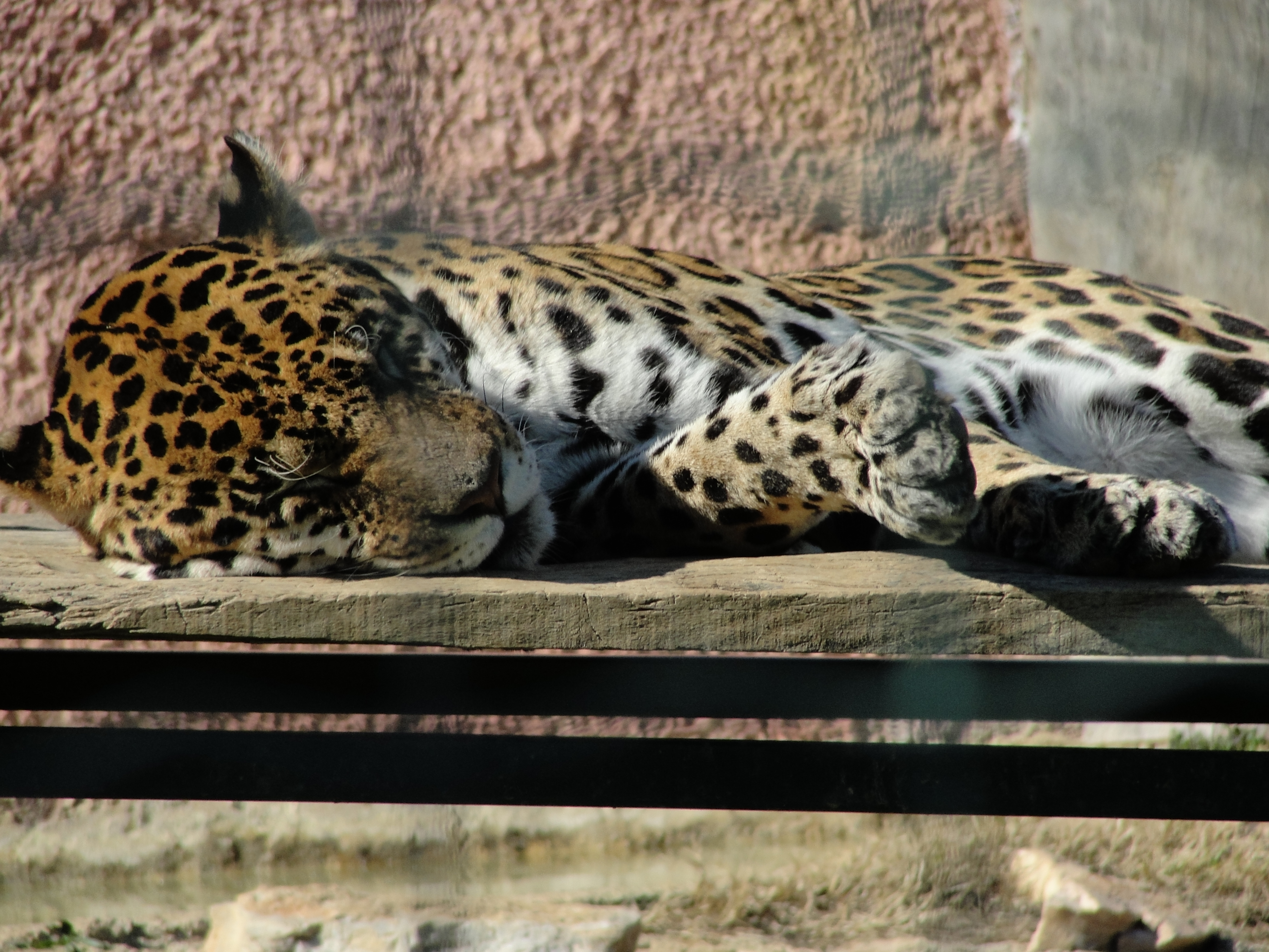 Leopard behind bars