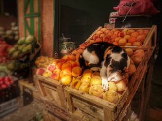 Fruit vendor