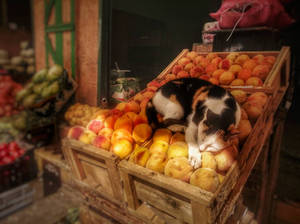 Fruit vendor