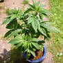 Hemp Plant 3 of 6