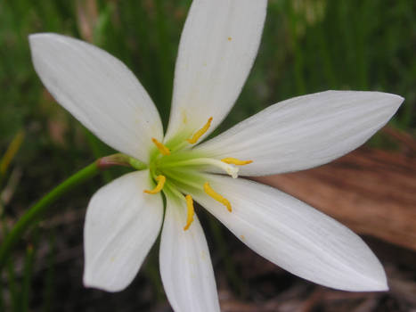 White Flower