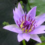 Water lily