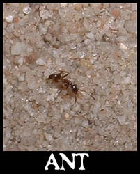 An ant