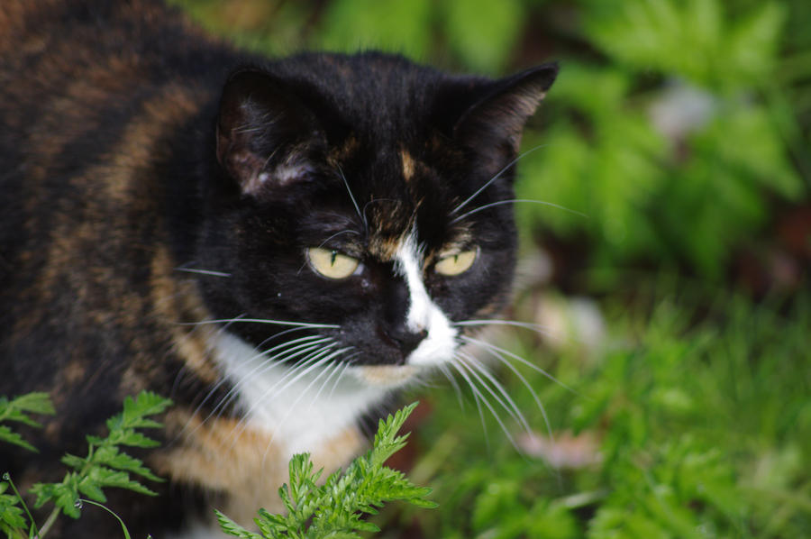 Tortoise shell! Exploring the wilderness