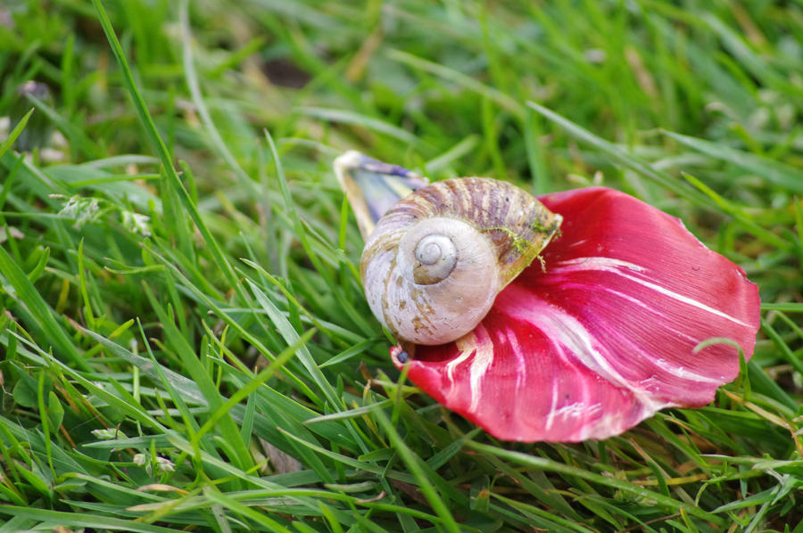 Snail petal