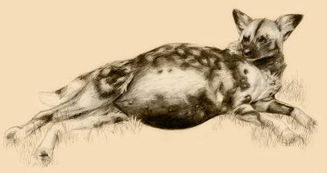 Pregnant African Wild Dog