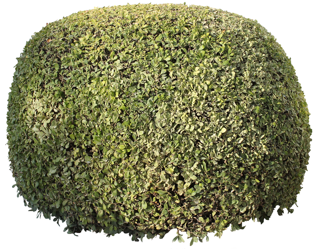 A Random Bush BUSH 001 by biblio-arq on DeviantArt