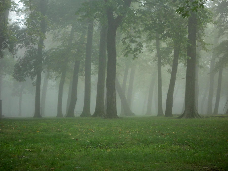 Fog in a Tree Line