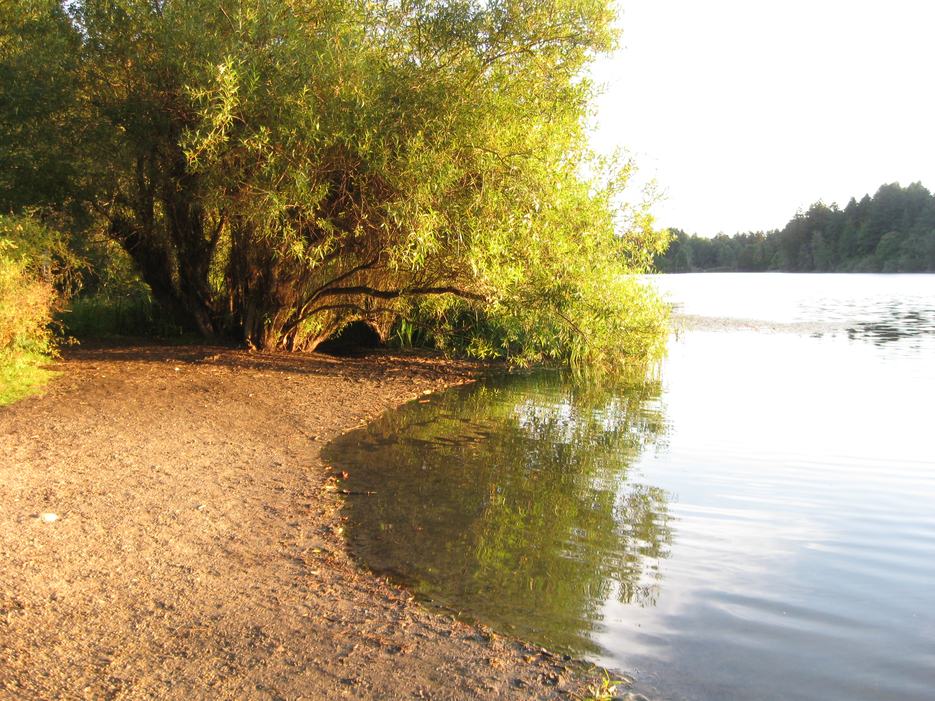 Stock: Willow Over Lake at Sunset