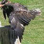 Stock: Juvenile Bald Eagle Wings