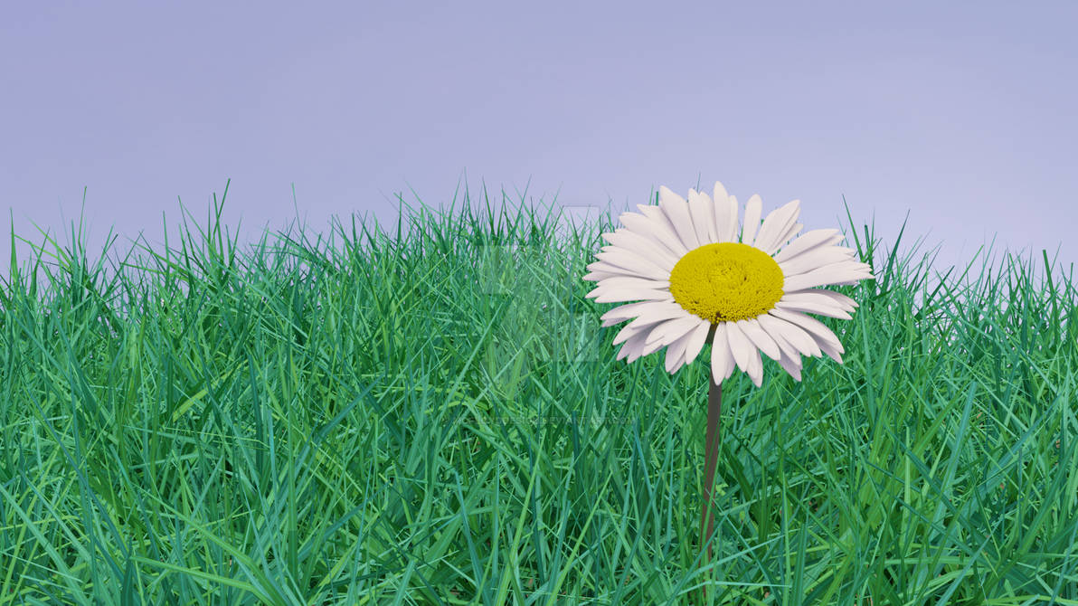 Daisy Flower by McFloydDesign on DeviantArt