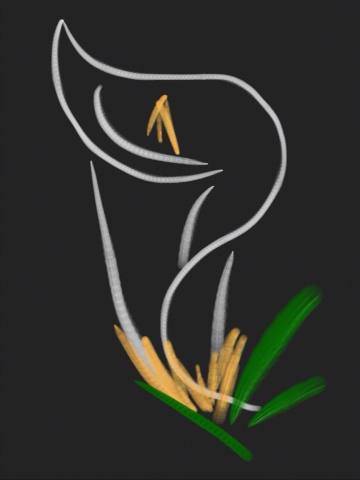 Study of a Calla Lily in Minimalism