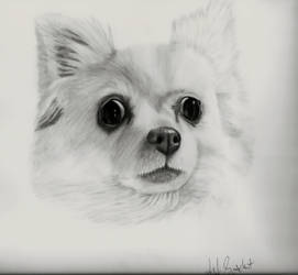 Chihuahua portrait