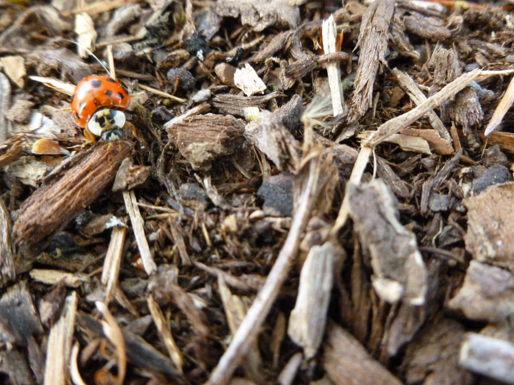 Grumpy Bug by GwenneAreble on DeviantArt