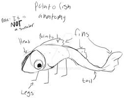 Potatofish anatomy