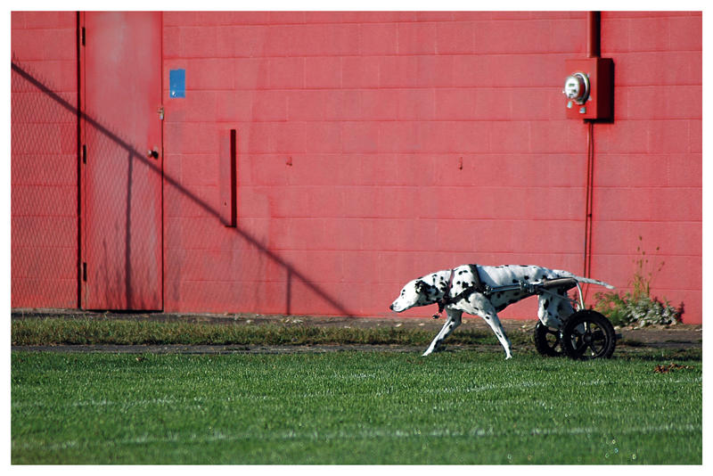 doggie wheels