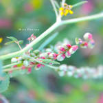 pink n green by Miss-NiNiNa