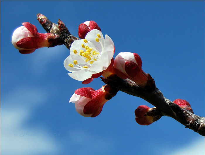 Spring flower