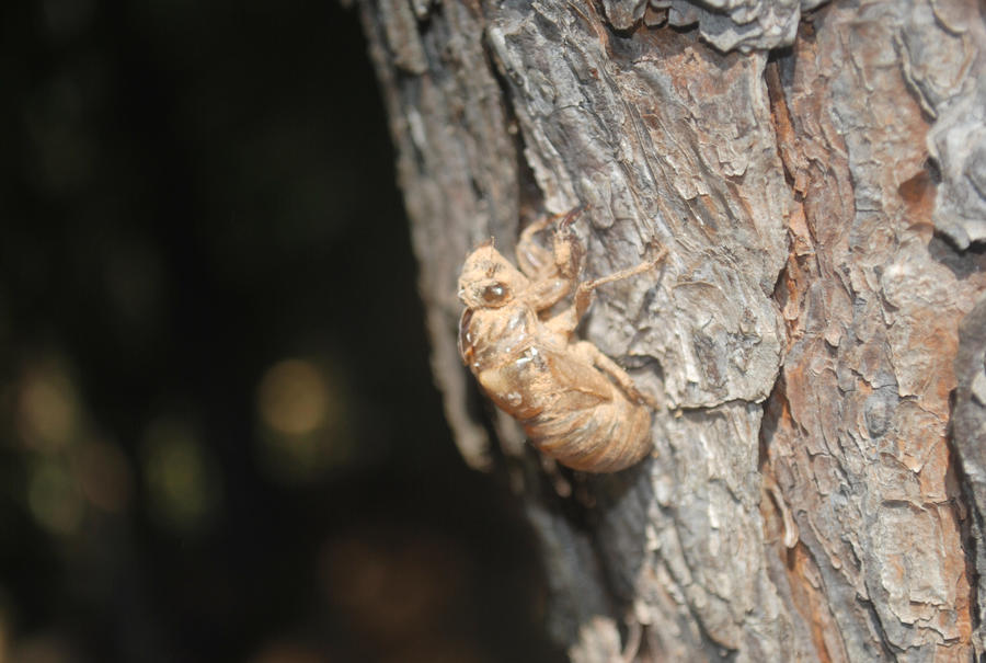 Locust Shell by oKnockOuto on DeviantArt