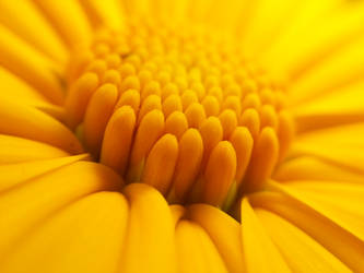 The middle of a sunflower