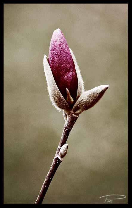 Antique Magnolia Blossom