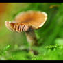 autumnal - mushroom core