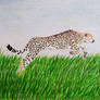 Cheetah leaping