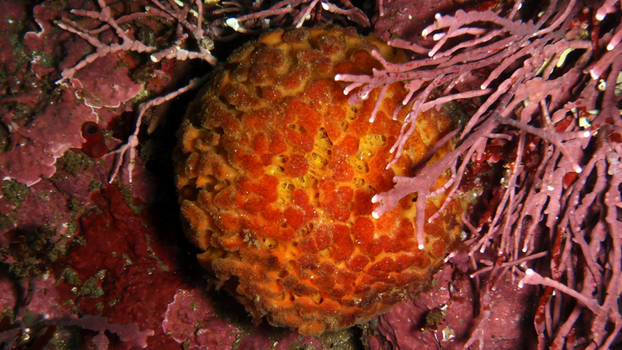 Orange Puffball Sponge