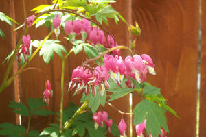 Bleeding hearts