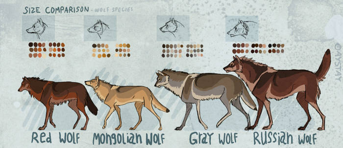 Size comparison