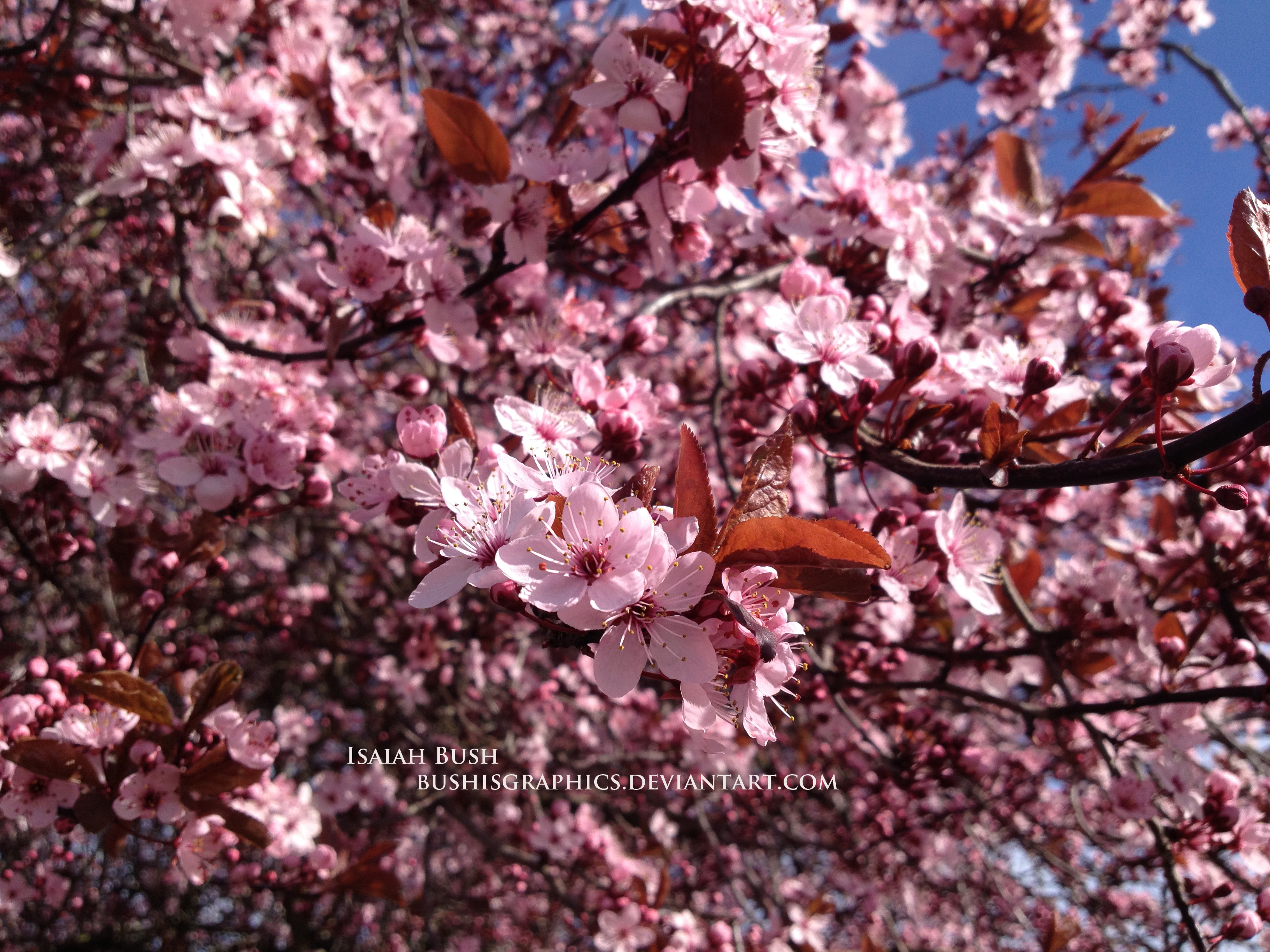 Sakura Close-up