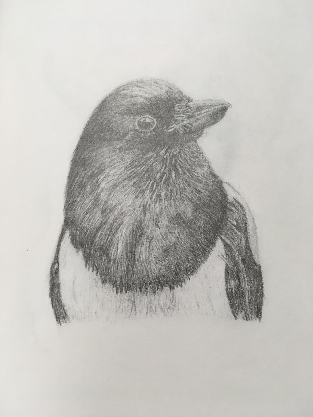 Magpie Sketch by TombRaiderKuchen on DeviantArt
