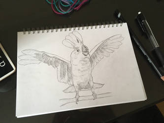 Cockatoo Sketch - Crazy Birb