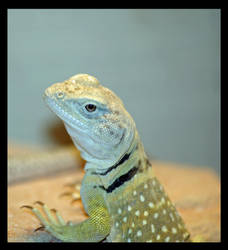 Collard Lizard