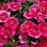 Dianthus In Spring