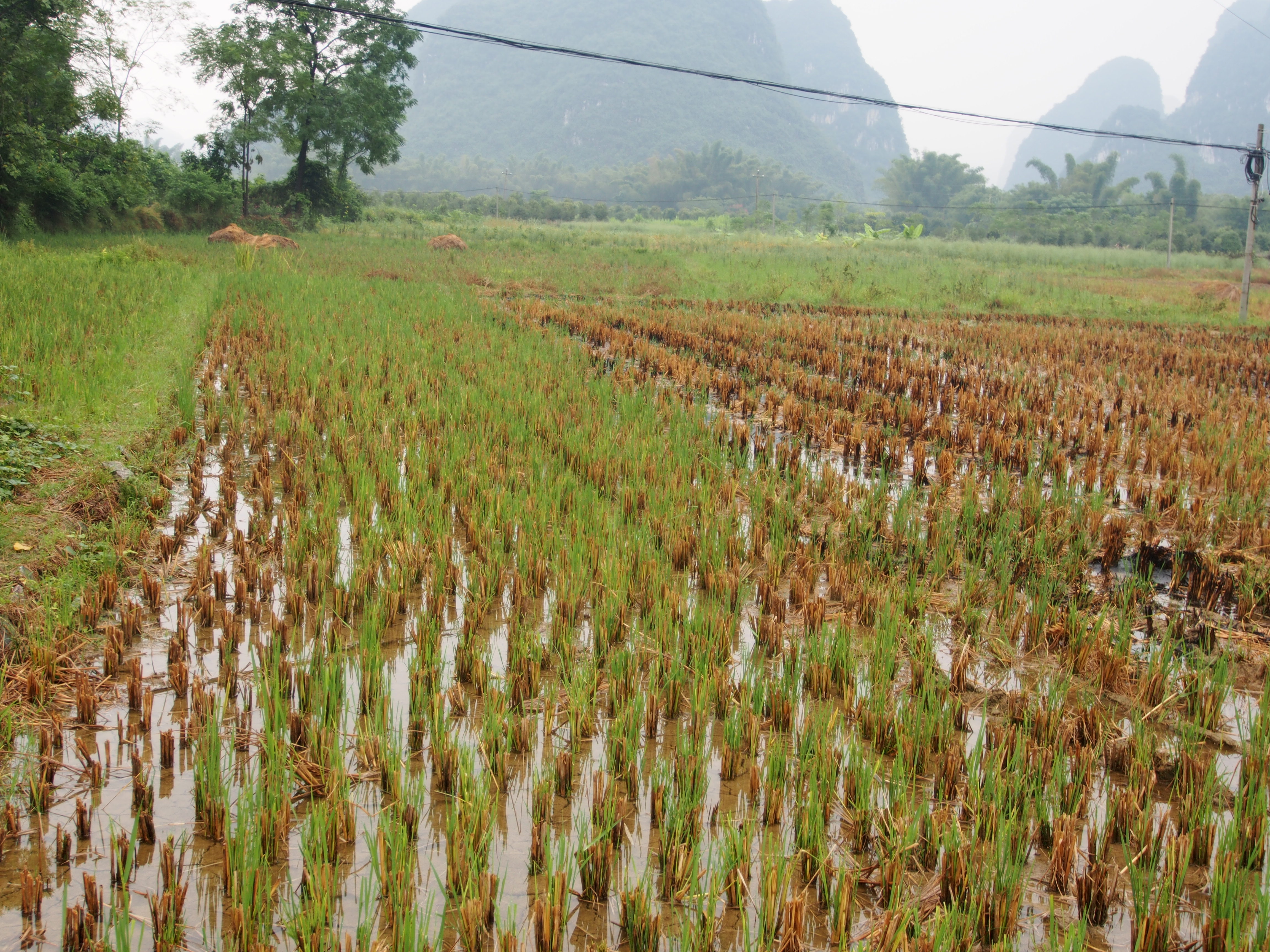 Fields of Rice