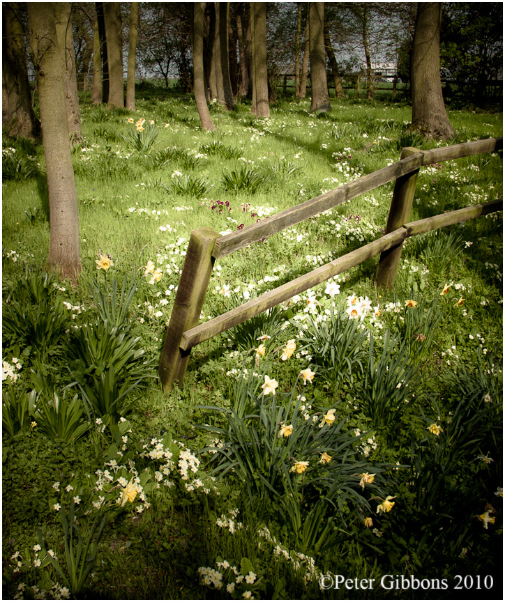 Woodland Trees