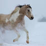 Stock - Buckskin Paint Horse Galloping