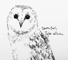 owl 1/9