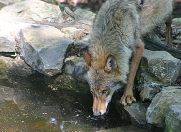 Drinking Wolf