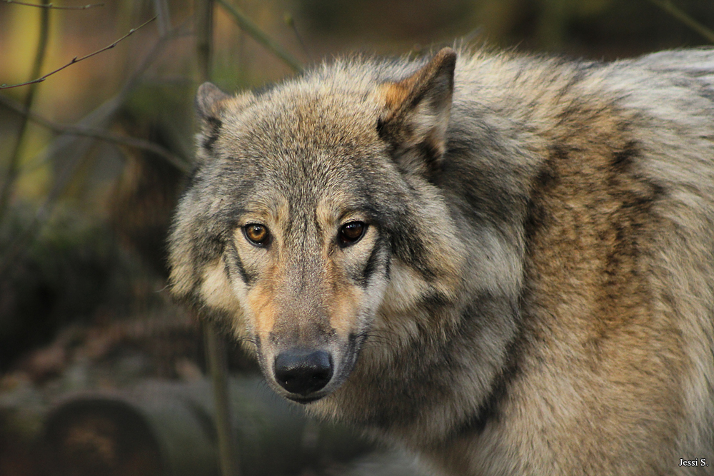 Art-of-Wolves | DeviantArt