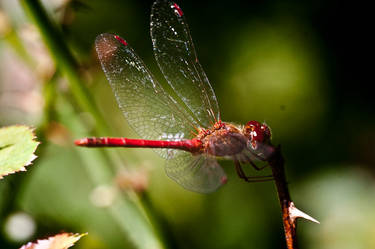 Dragonfly 1