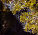 In the web by Laerian