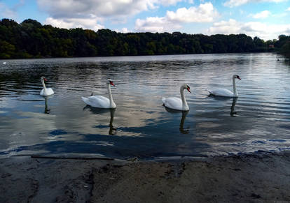 Swans