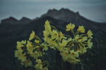 Yellow flowers by Laerian