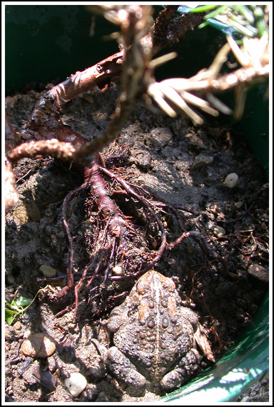 Toad in a Bucket