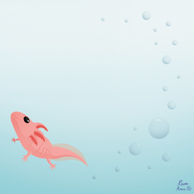 Baby Axolotl