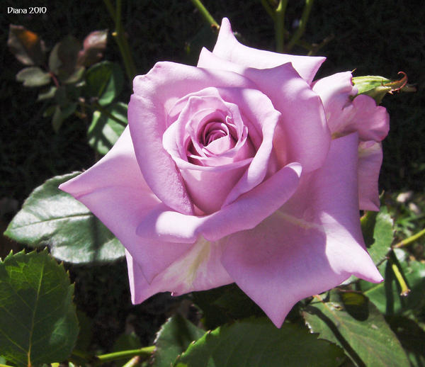 Mon Rosa Mi rosa by tenshi20 on DeviantArt