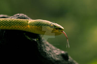 Bamboo Pit Viper